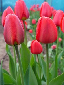 Tulip field flowers red photo