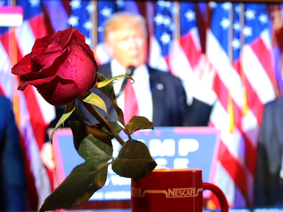 Rose emotions flower