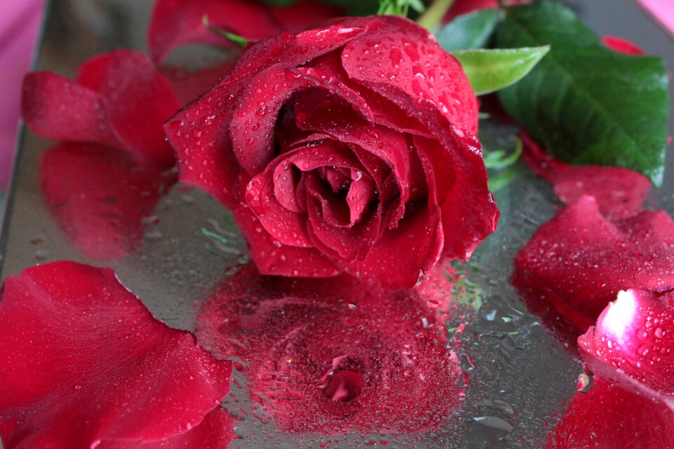 Red rose beautiful flower drops