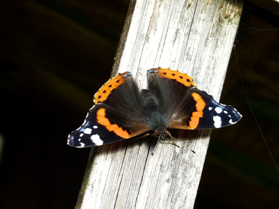 Summer insect wings