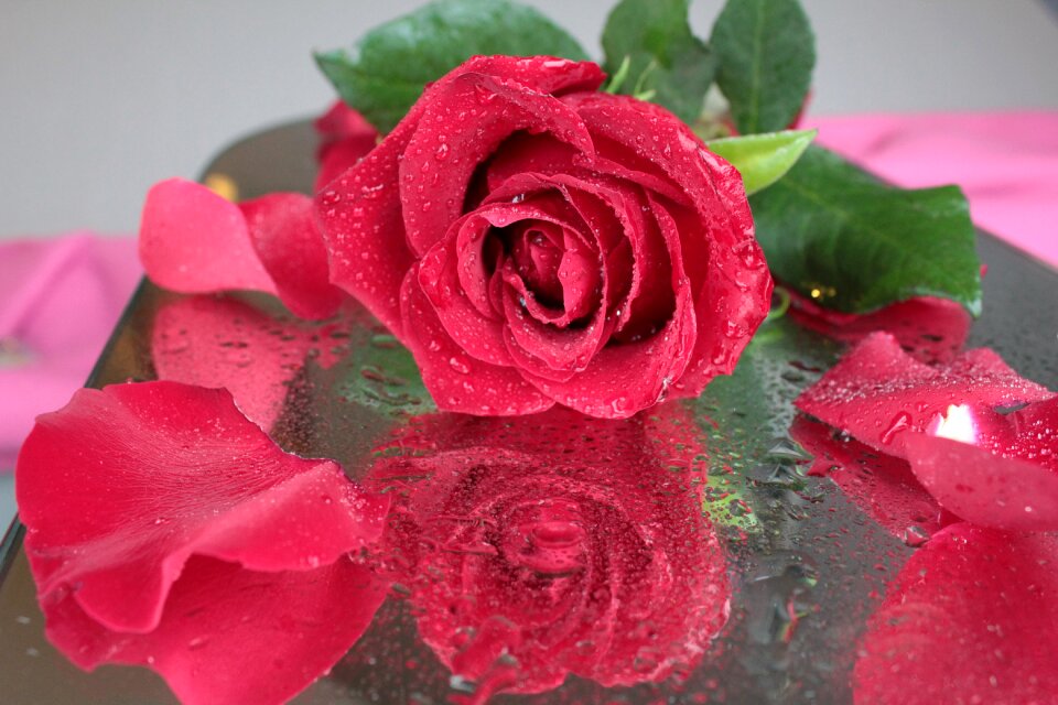 Beautiful flower drops petals