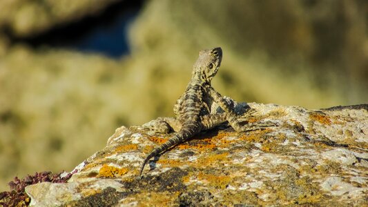 Kurkutas wildlife animal
