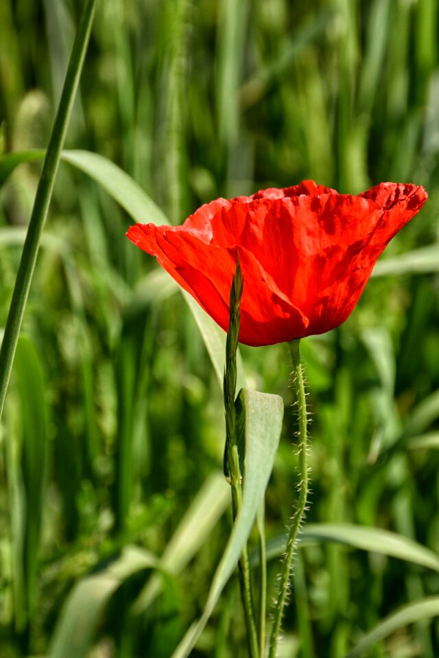 Wild flowers poppy flower red photo