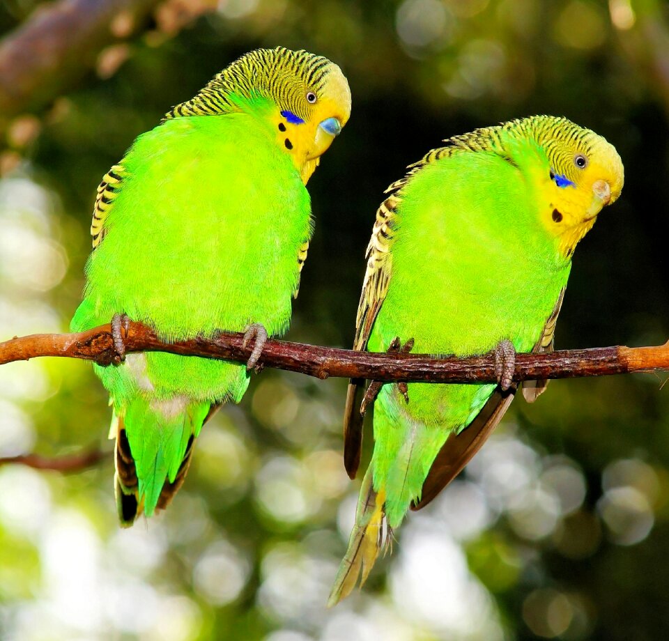 Green bird together feather