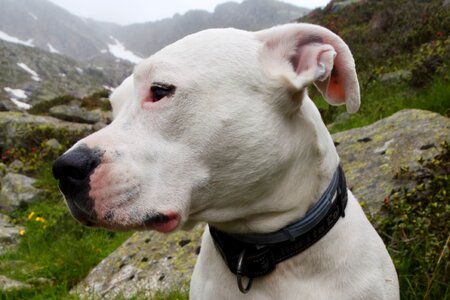 Head dogo argentino animal