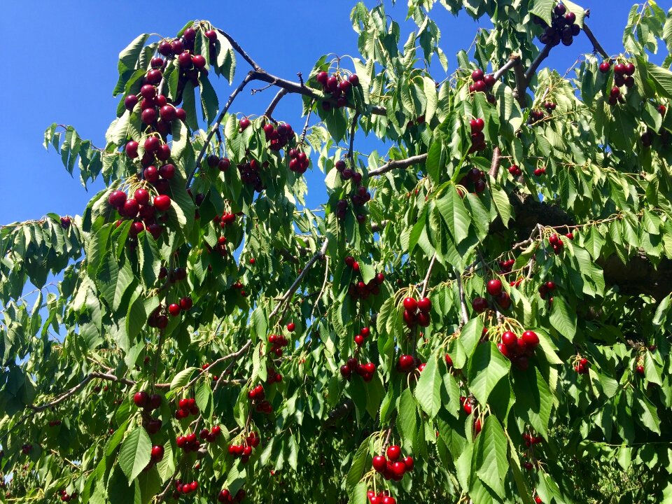 Cherry tree nature