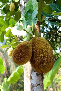 Thailand healthy delicious