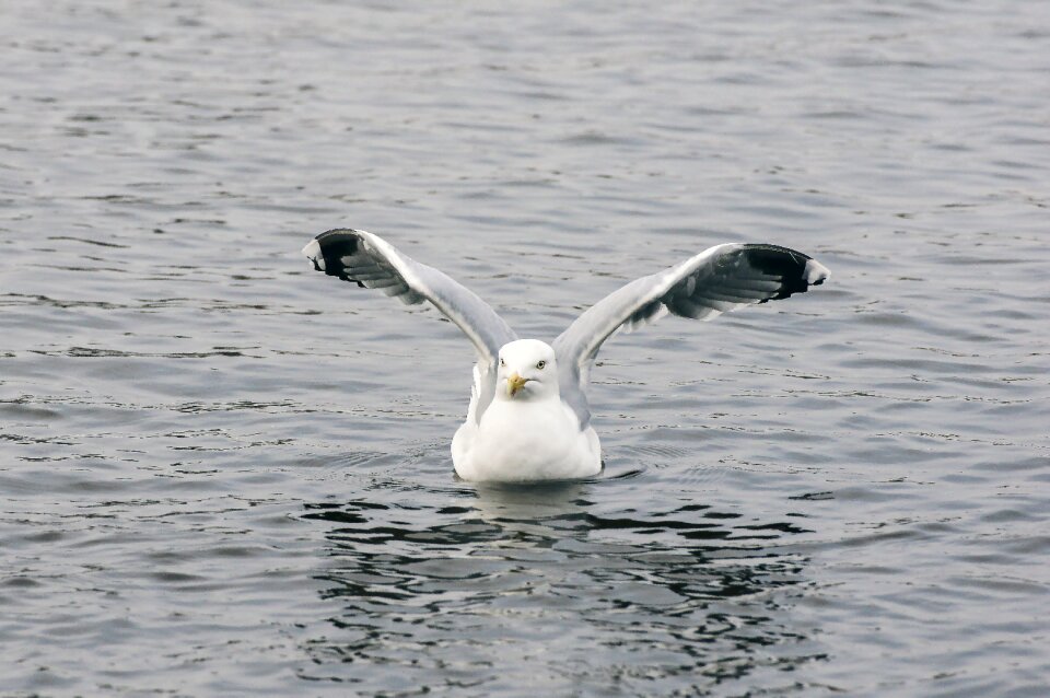 Vacations beach bird photo