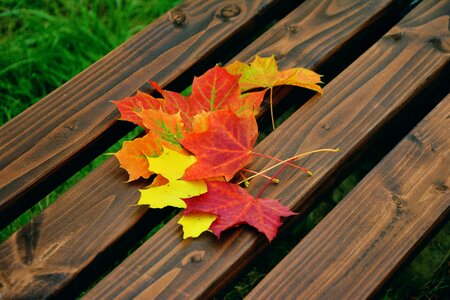 Emerge maple fall leaves