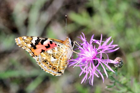 Vanessa cardui butterfly insect