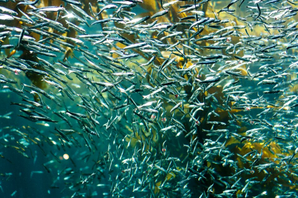 Aquatic aquarium school of fish