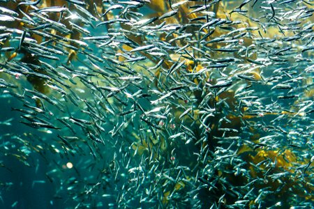 Aquatic aquarium school of fish