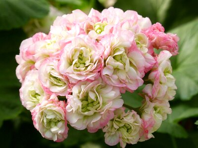 Greenhouse summer flower