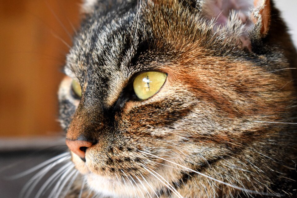Cat's eyes close up pet