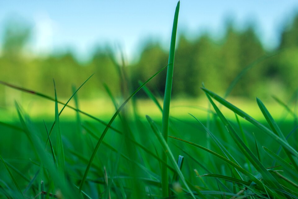 Grasses meadow sky photo