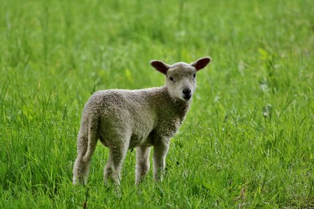 Animal sheep agriculture photo