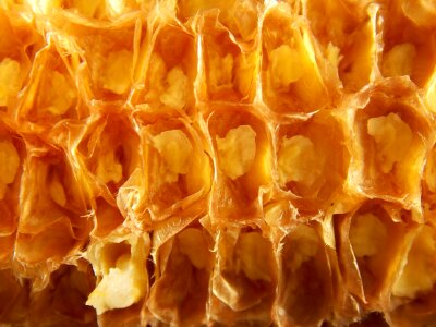 Food yellow nature