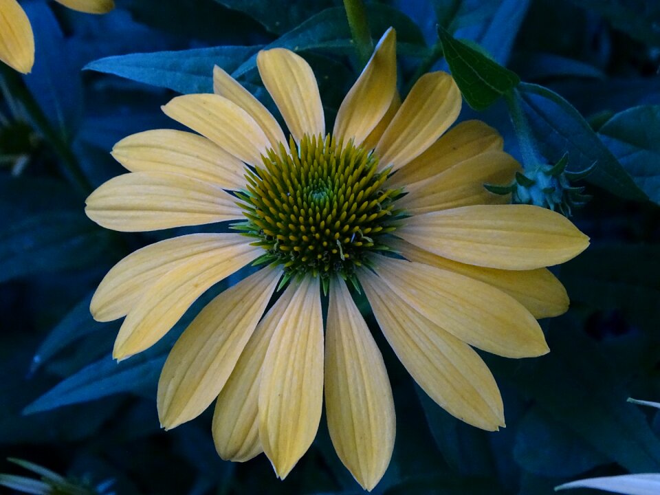 Coneflower shining coneflower echinacea