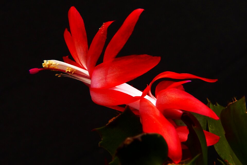 Cactus blossom bloom