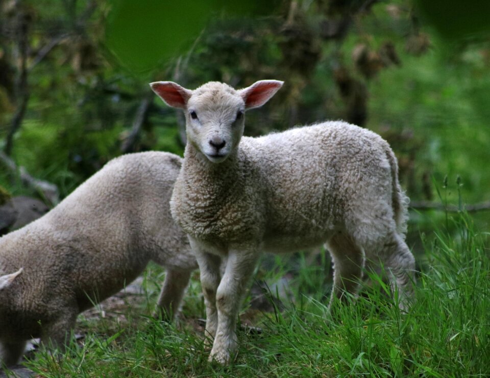 Farm animal agriculture