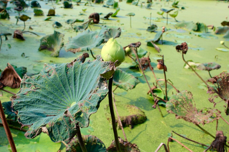 Water lily pink nature