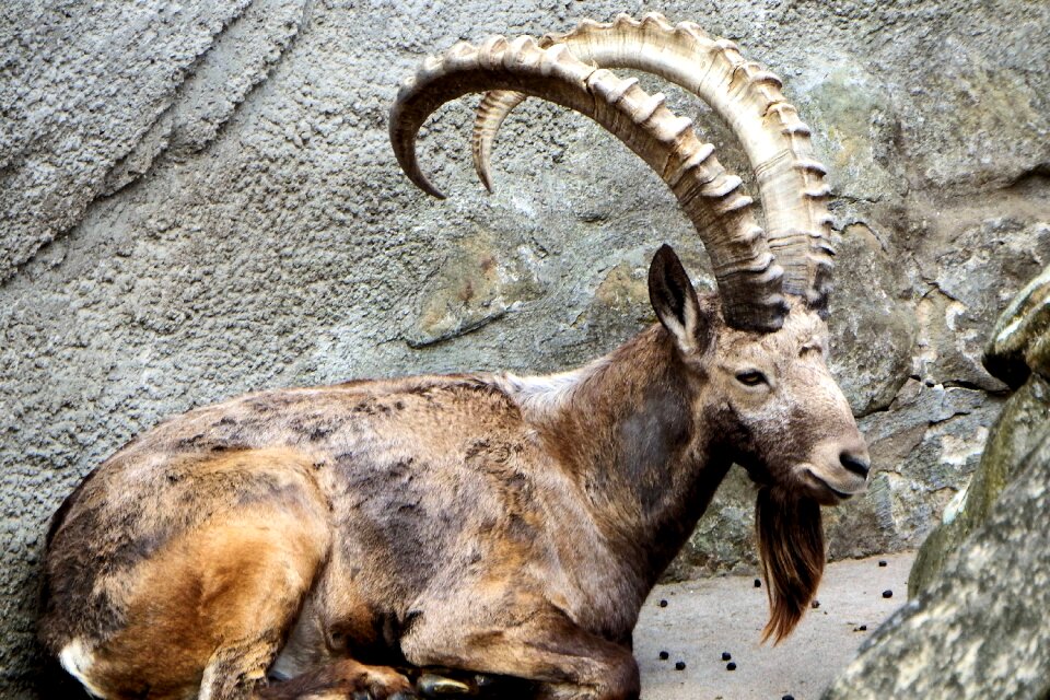 Mountain goat rock zoo photo