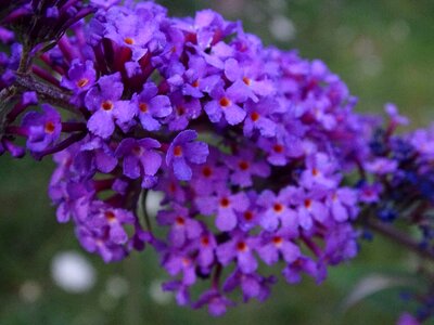 Lilac butterfly bush ordinary summer lilac photo