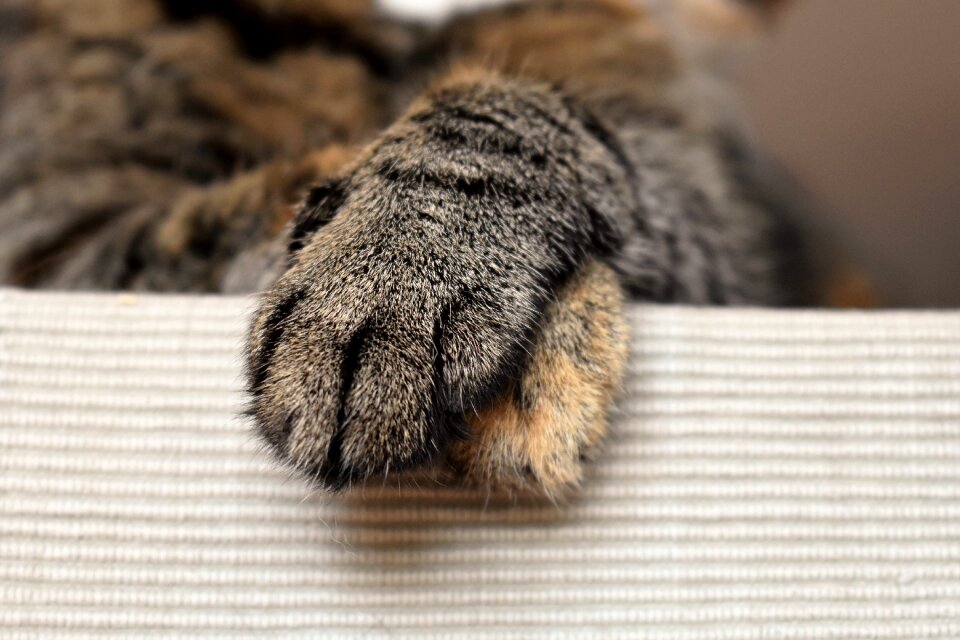 Paw animal pet photo