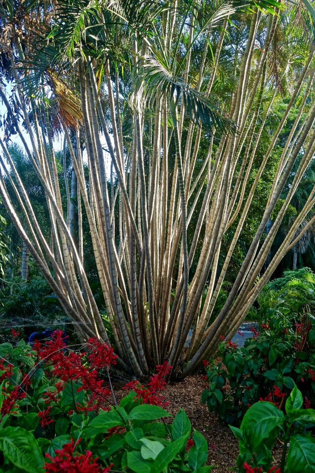 Nature plant decorative