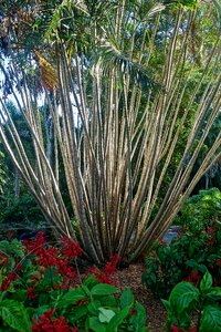 Nature plant decorative