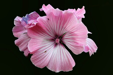 Stock rose flower garden photo