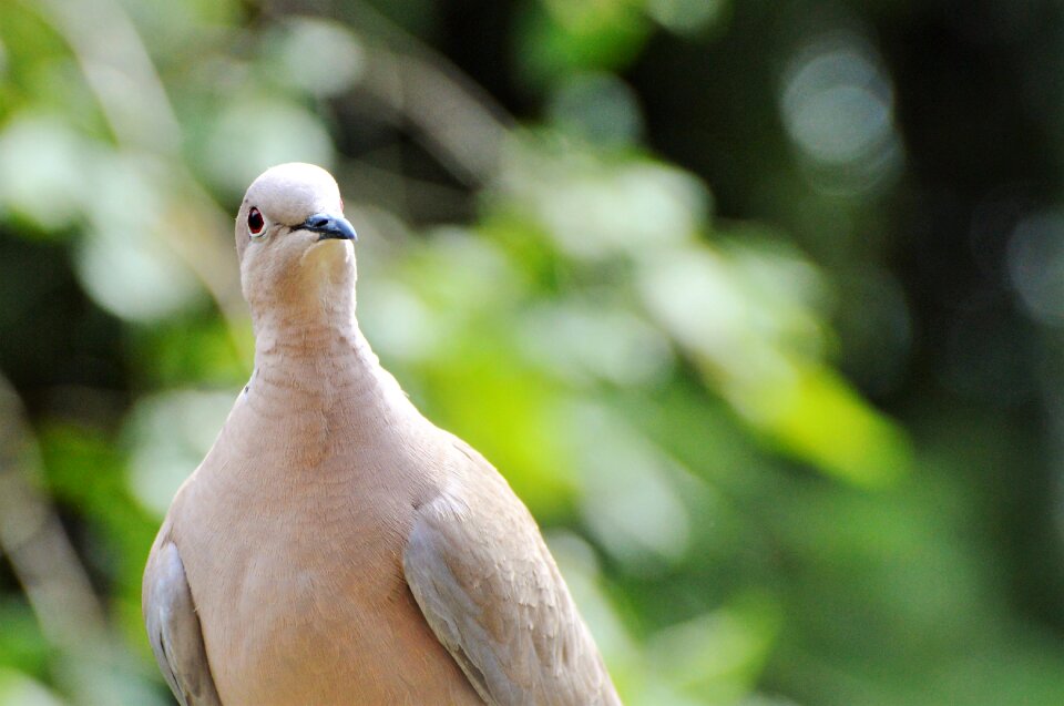City pigeon foraging poultry