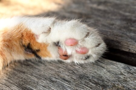 Paw fur domestic cat photo