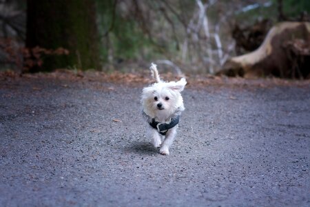 Cute animal pet