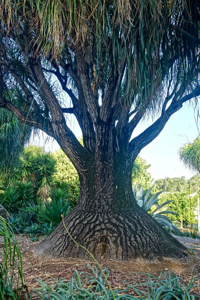 Madagascar trunk plant