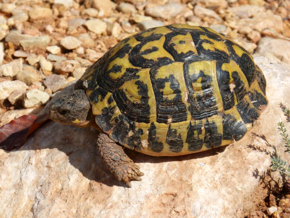 Montsant amphibious land turtle