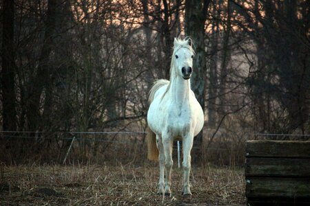 Pasture horse head pferdeportrait