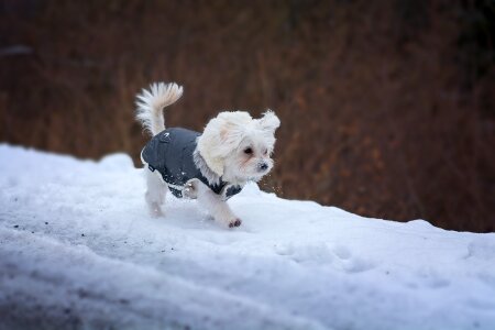 White small young photo