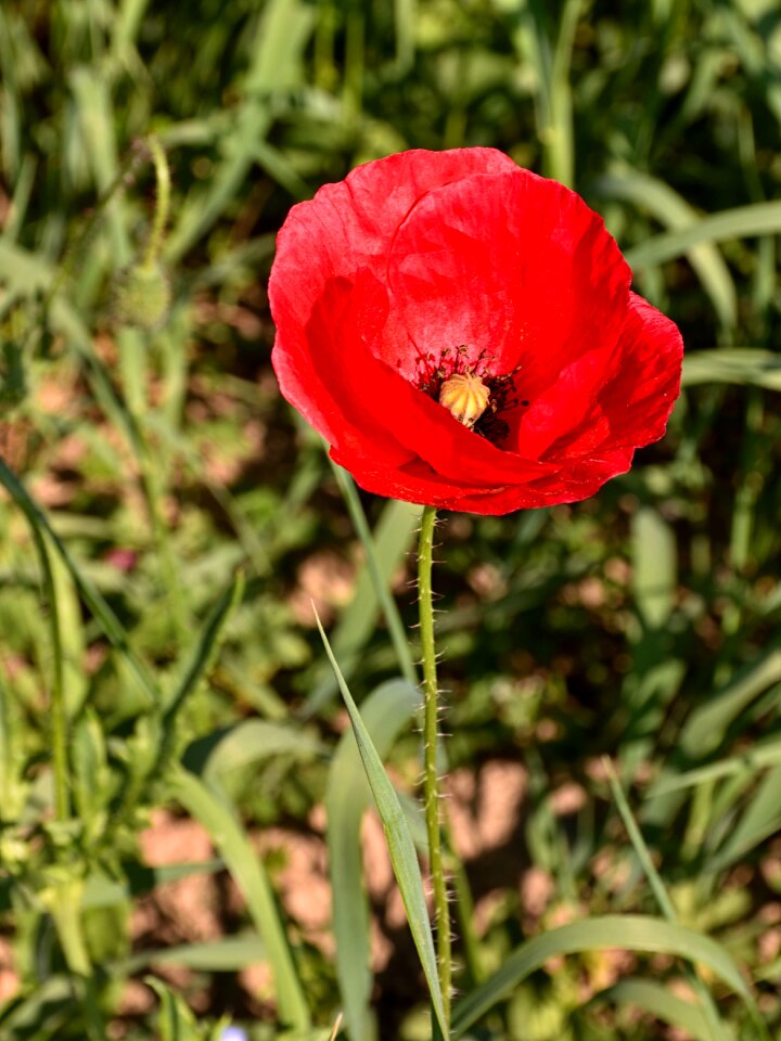 Flower klatschmohn red