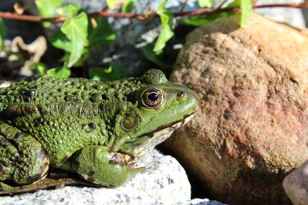 Amphibian green frog pond photo