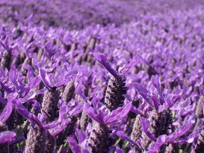 Field of flowers lilac flower lilac field