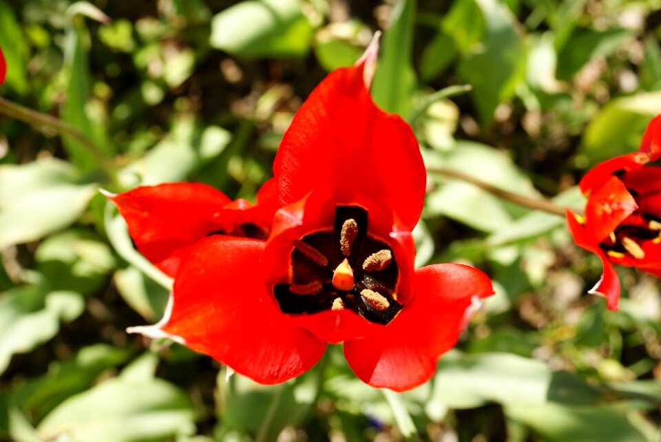 Tulip red lady jane