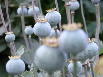 Poppy seeds poppy-capsules decoration photo