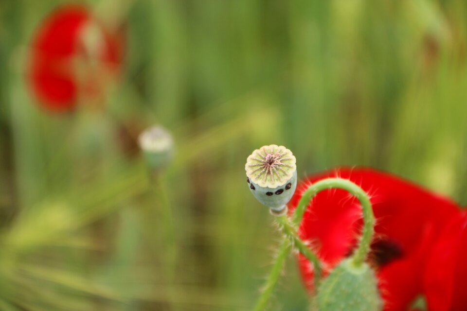 Nature flowers green