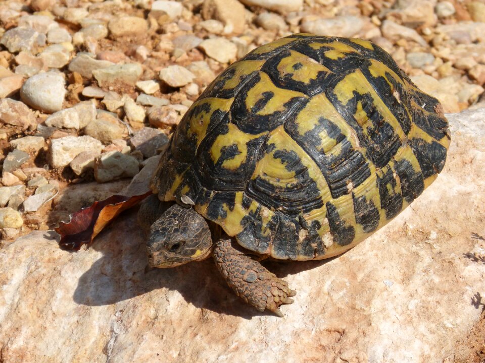 Montsant amphibious land turtle