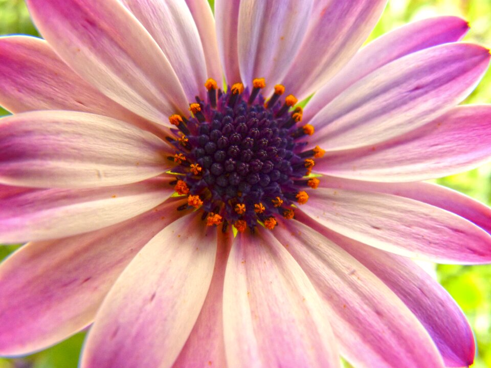 Chalice detail daisy