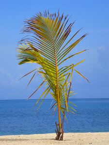 Central america marco herrera beach