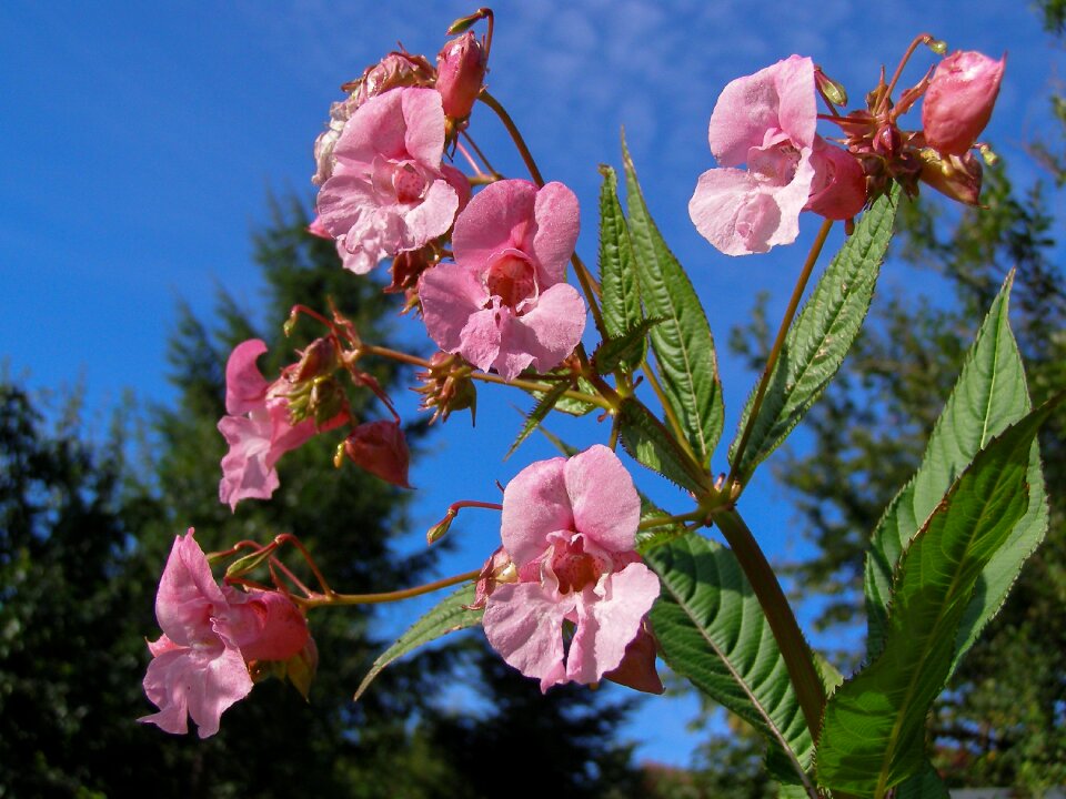 Dashing impatiens glandulifera nature
