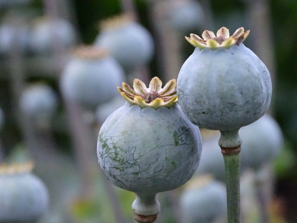 Seed capsules fruit pods poppy-capsules