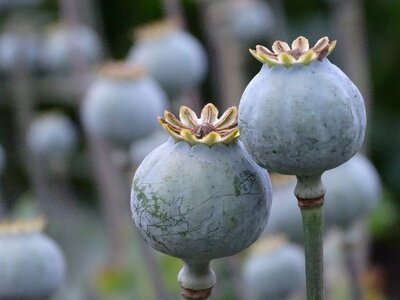 Seed capsules fruit pods poppy-capsules photo